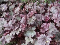 Heuchera