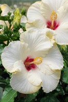 Hibiscus biely - Hibiscus fialový