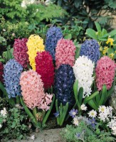 Hyacint mix - Zmes voňavých hyacintov