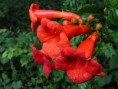 Campsis radicans