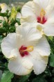 Hibiscus biely - Hibiscus fialový